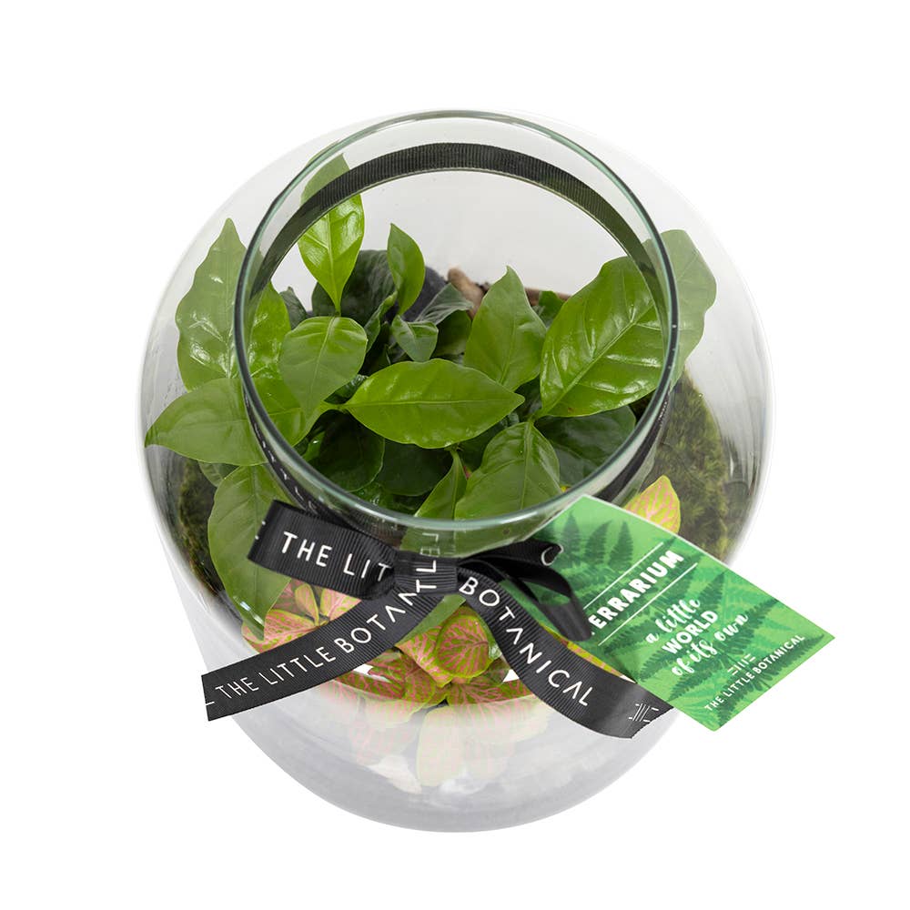Medium Glass Terrarium – Pre-Planted & Easy Care