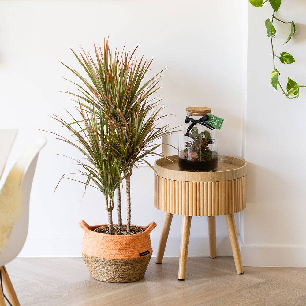 Medium Glass Terrarium – Pre-Planted & Easy Care