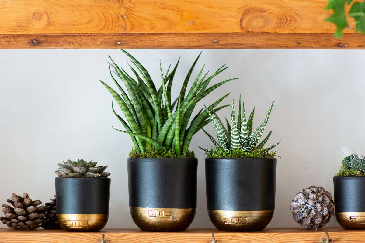 Sansevieria Fernwood Punk