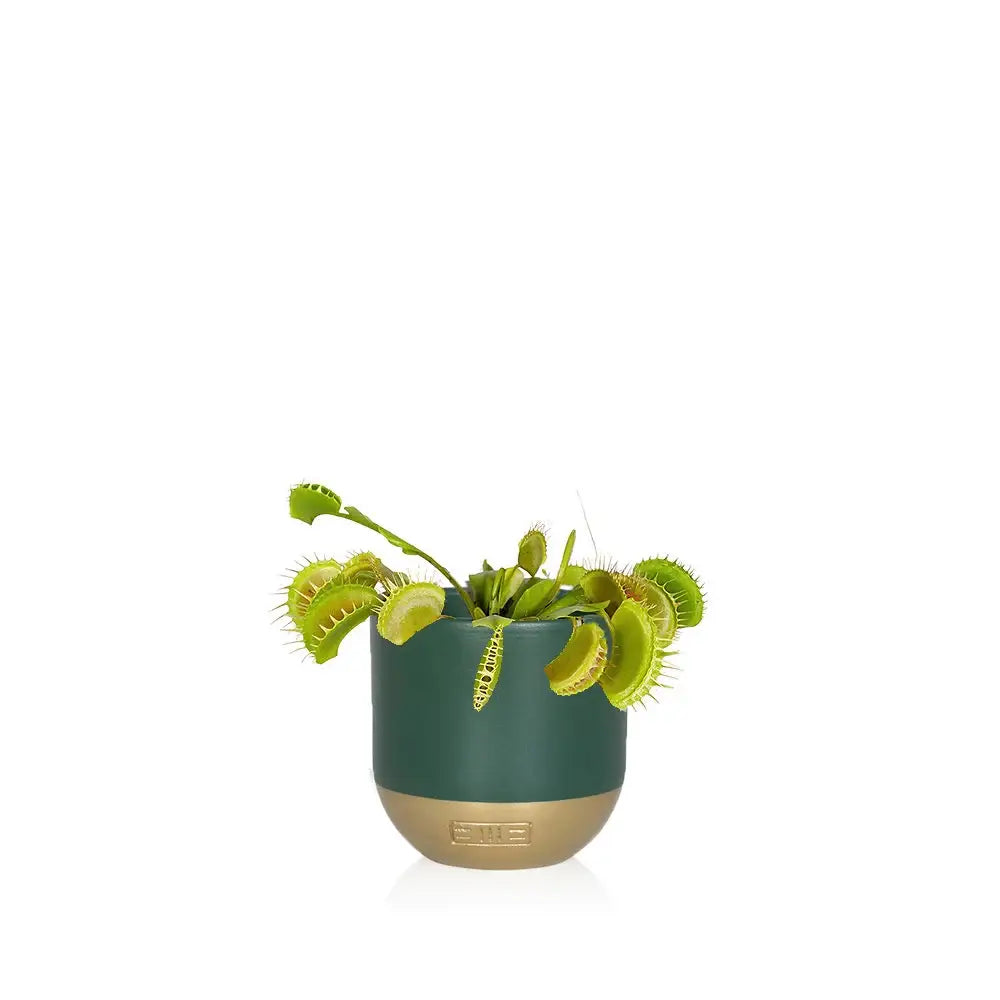 Carnivorous/ Venus Fly Trap Plant