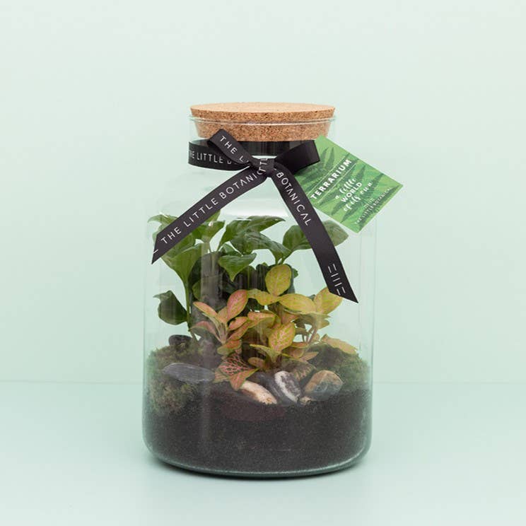Medium Glass Terrarium – Pre-Planted & Easy Care