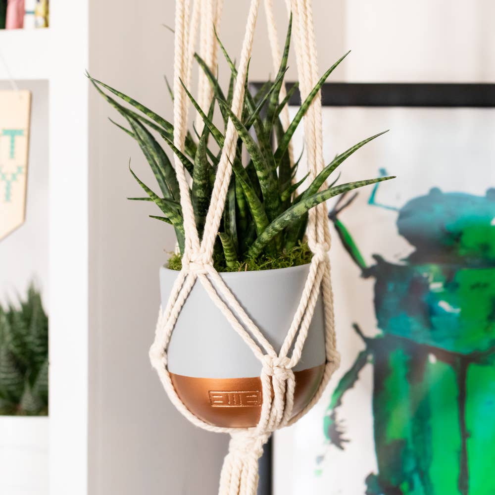 Sansevieria Fernwood Punk