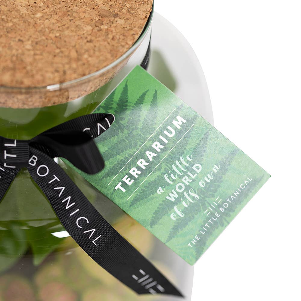 Medium Glass Terrarium – Pre-Planted & Easy Care