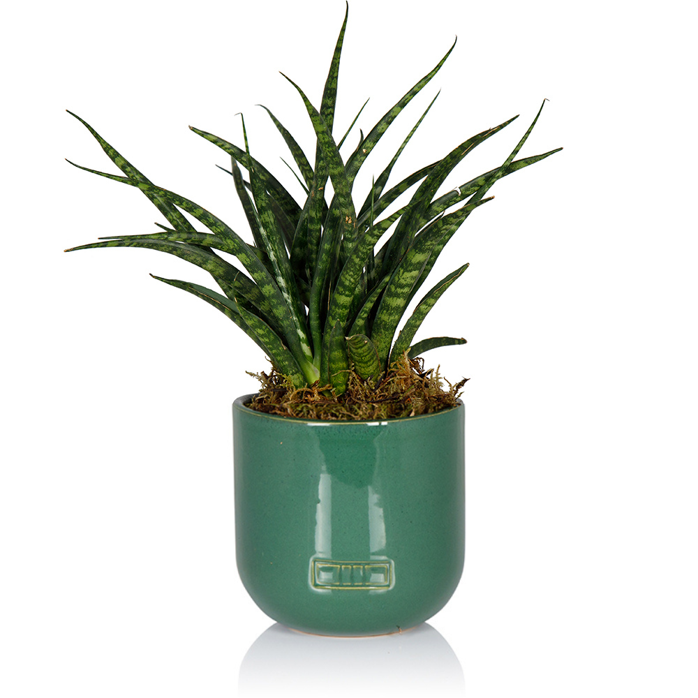 Sansevieria Fernwood Punk