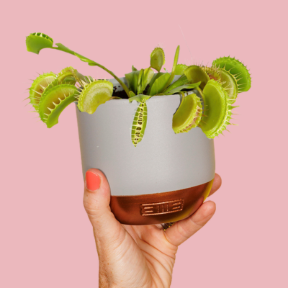 Carnivorous/ Venus Fly Trap Plant