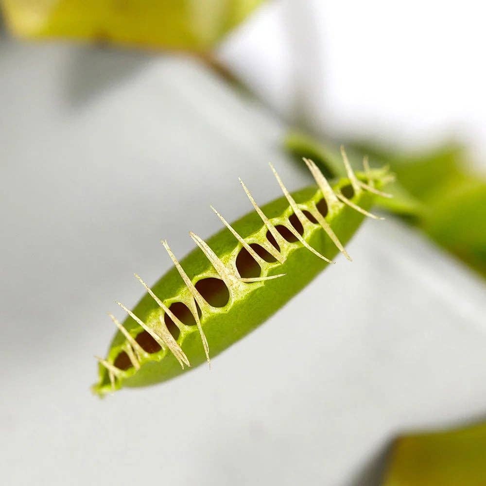 Carnivorous/ Venus Fly Trap Plant