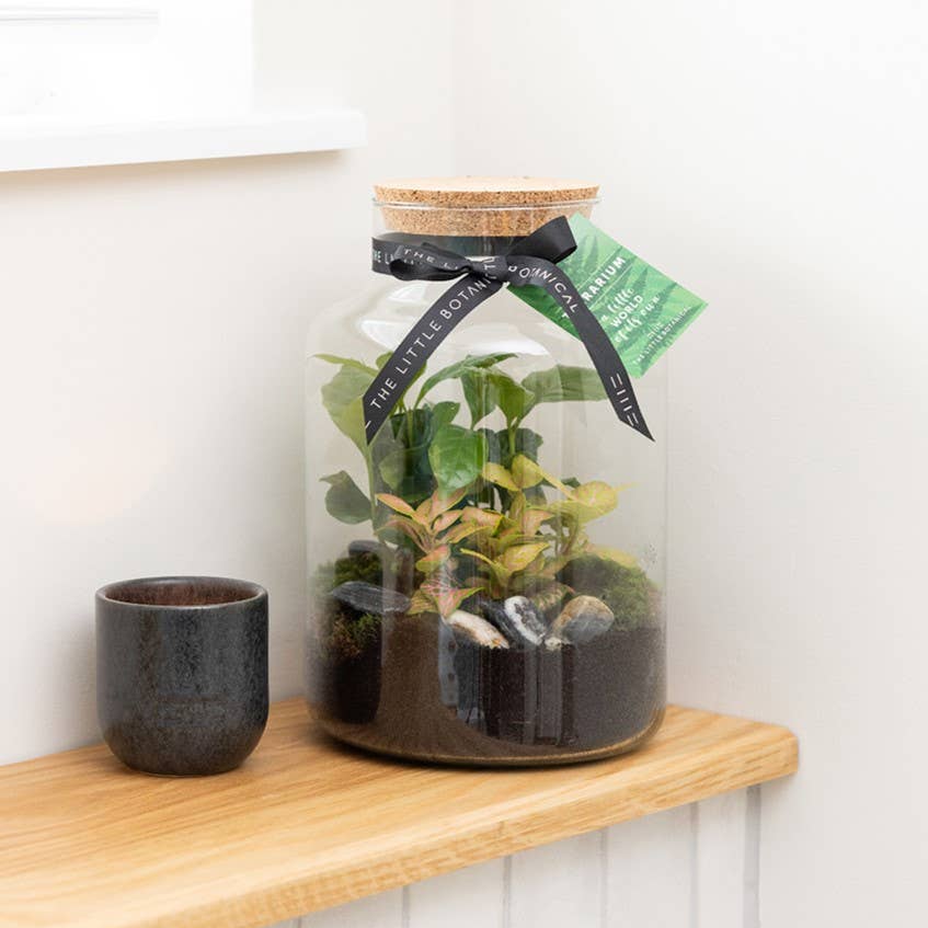 Medium Glass Terrarium – Pre-Planted & Easy Care