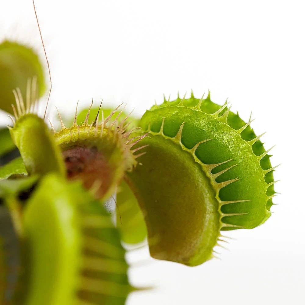 Carnivorous/ Venus Fly Trap Plant