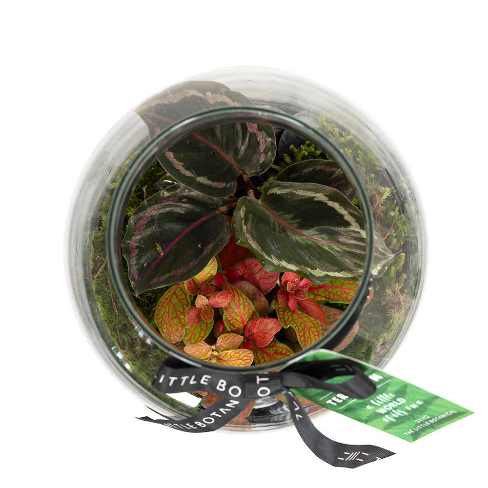 Medium Glass Terrarium – Pre-Planted & Easy Care