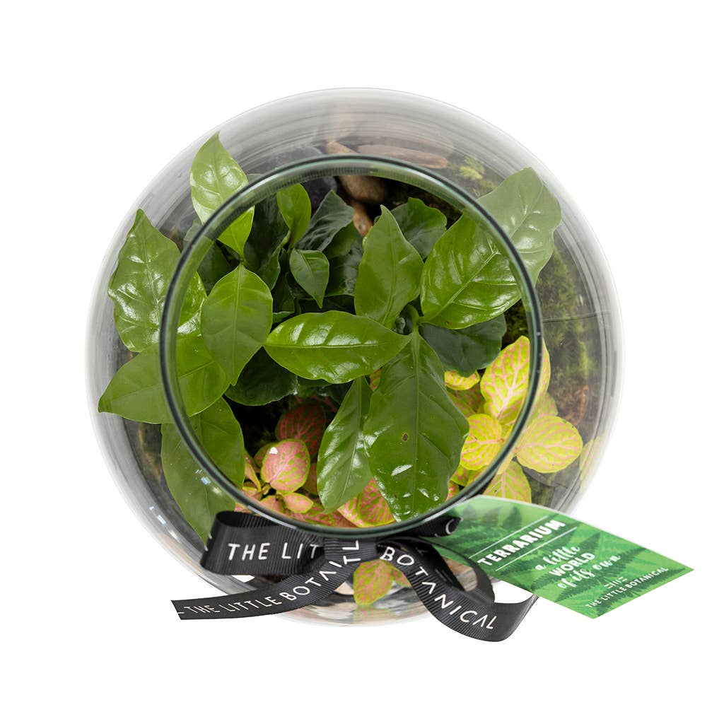 Medium Glass Terrarium – Pre-Planted & Easy Care