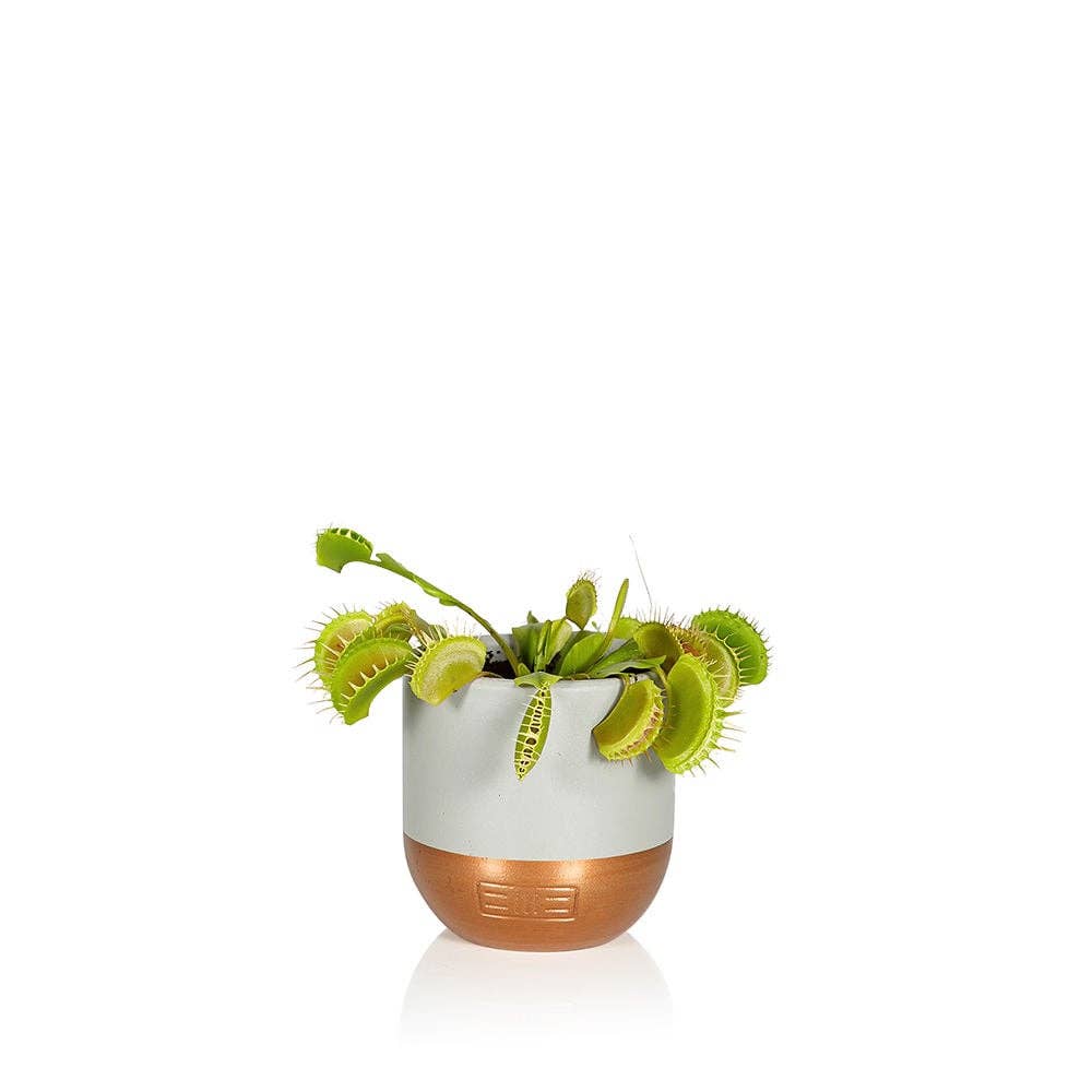 Carnivorous/ Venus Fly Trap Plant